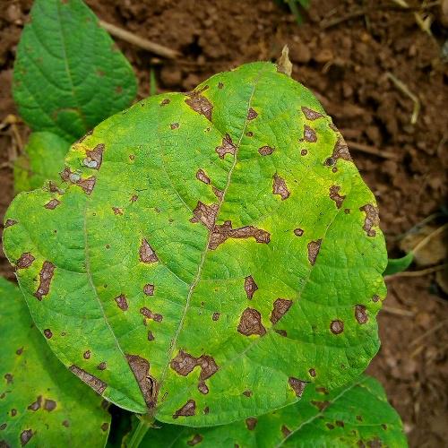 Angular Leaf Spot